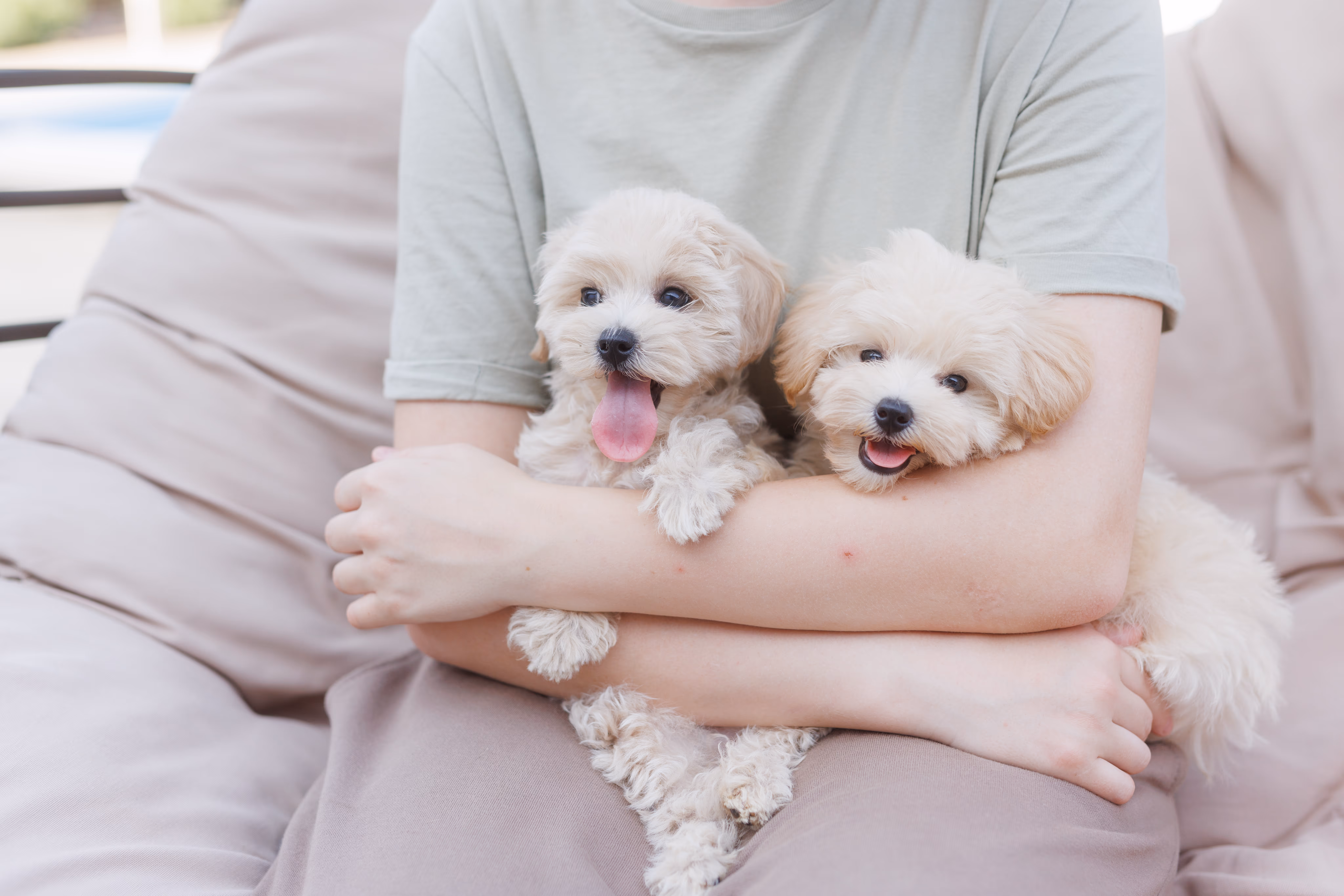 室内でくつろぐマルチプー
