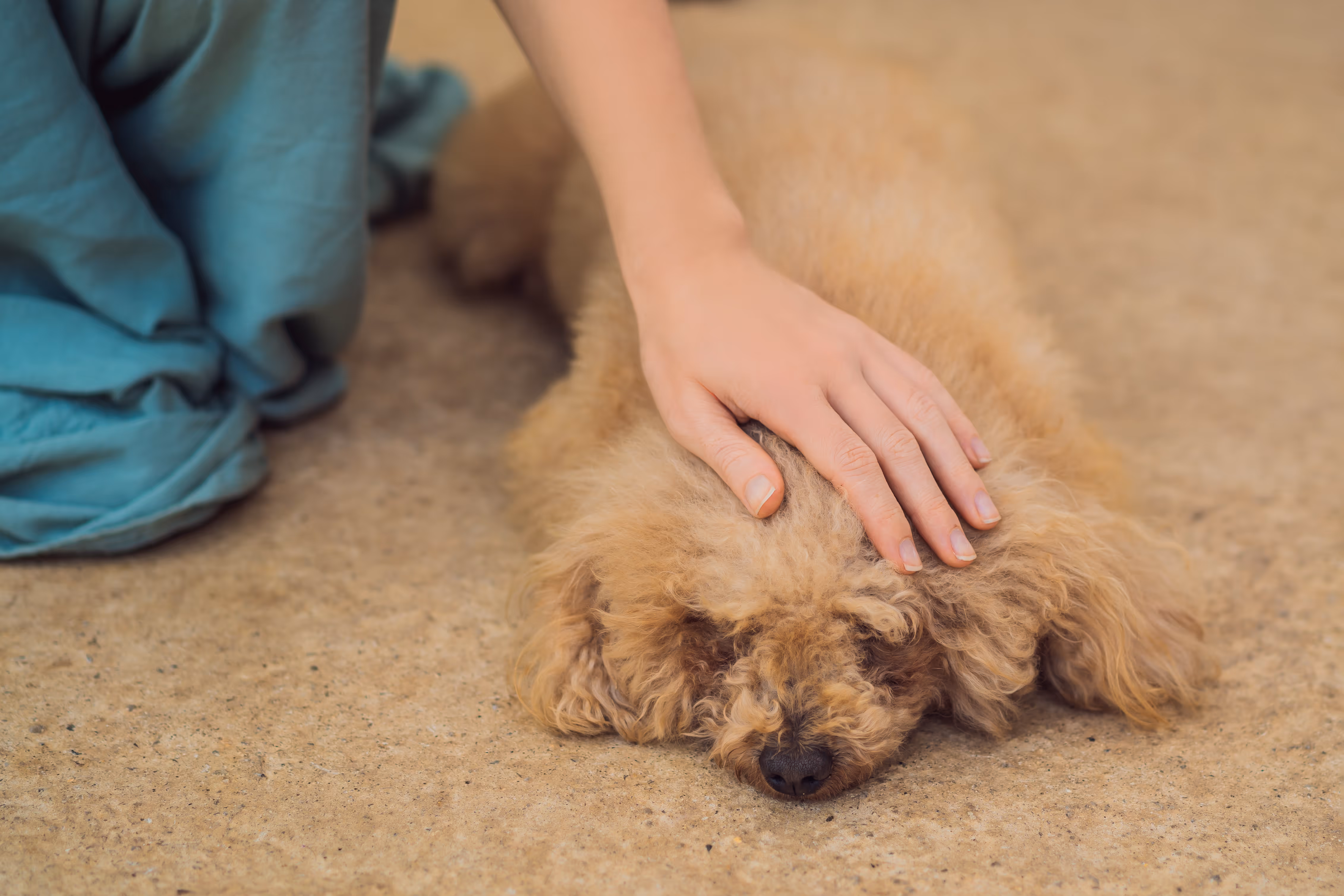 犬の頭を優しく撫でる手